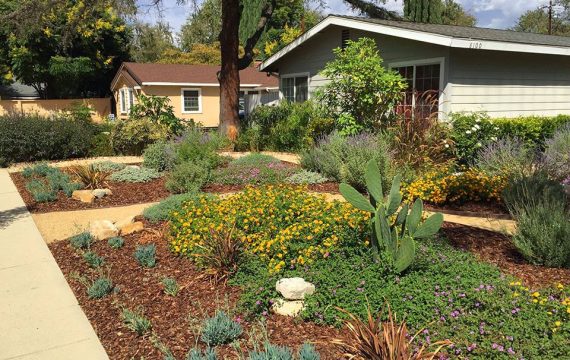 drought tolerant landscaping San Diego