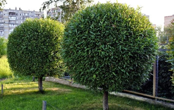 Gallery image 3 — affordable landscaping San Diego