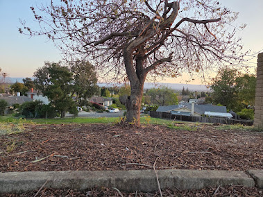 Gallery image 9 — professional tree trimming near me