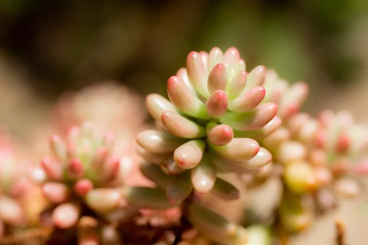 Gallery image 3 — professional tree trimming near me