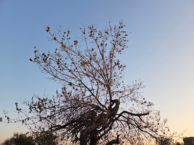 Gallery image 11 — professional tree trimming near me