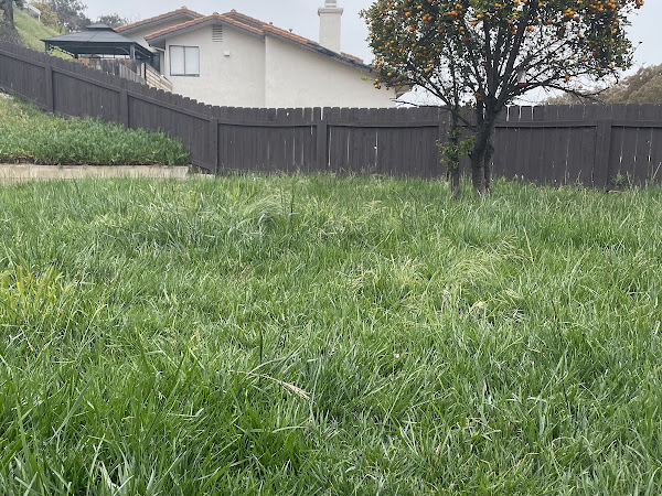 Gallery image 2 — San Diego lawn mowing
