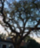 emergency landscaping services Almaden