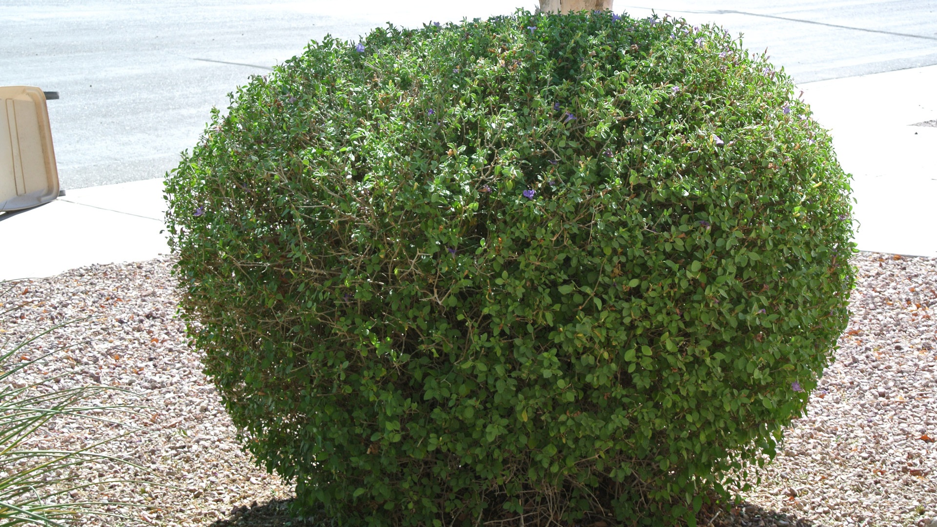 Gallery image 7 — weekly lawn mowing in Peninsula