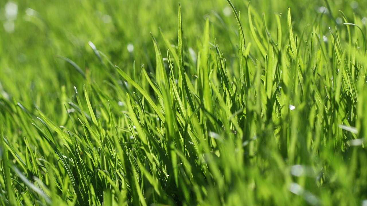 Gallery image 4 — weekly lawn mowing in Peninsula