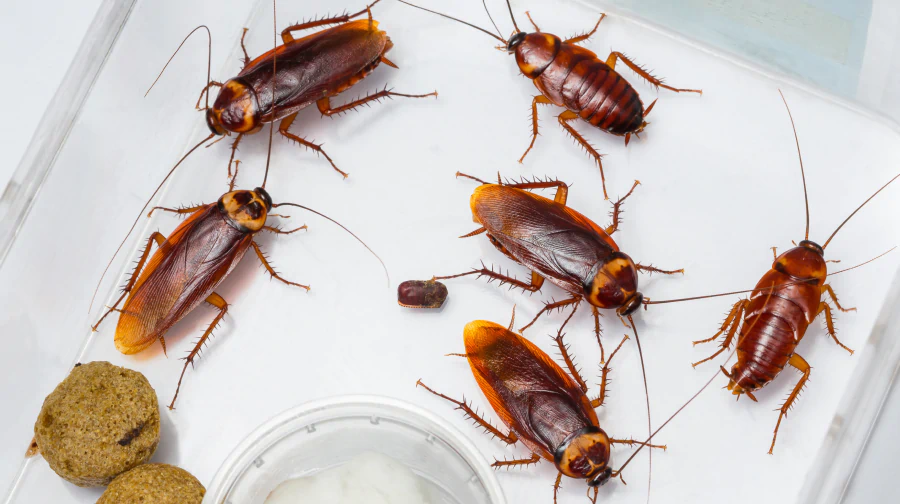 Gallery image 7 — commercial pest control Miami Gardens