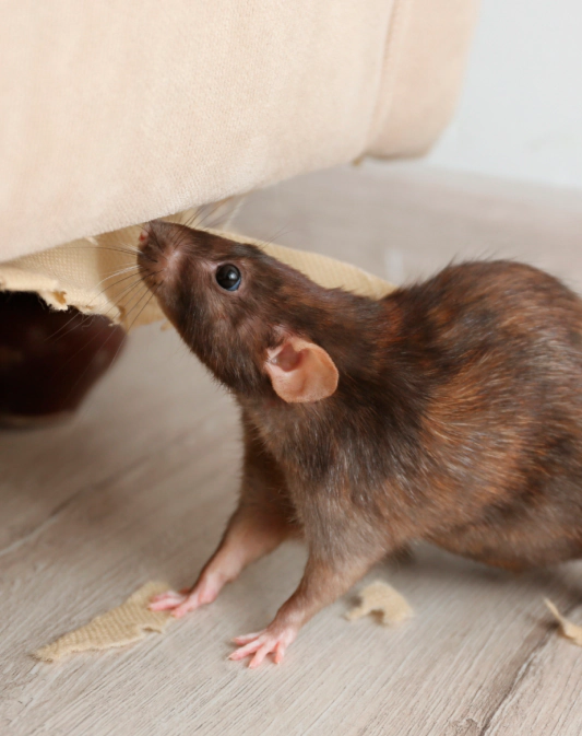 Gallery image 8 — commercial pest control Miami Gardens