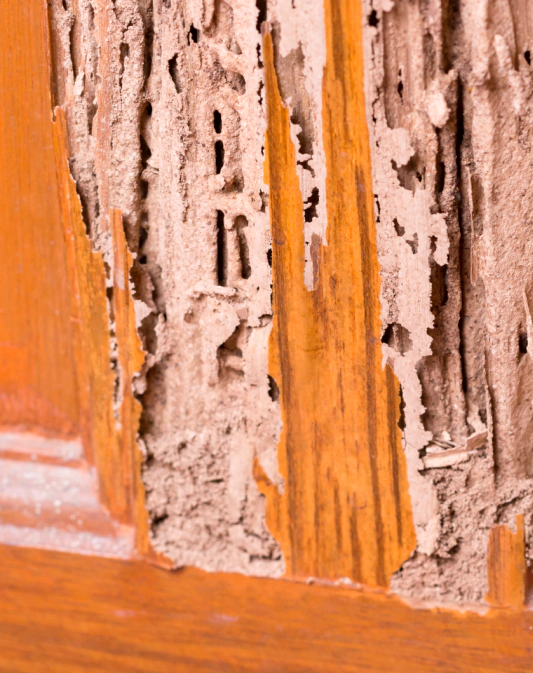 Gallery image 1 — commercial pest control Miami Gardens