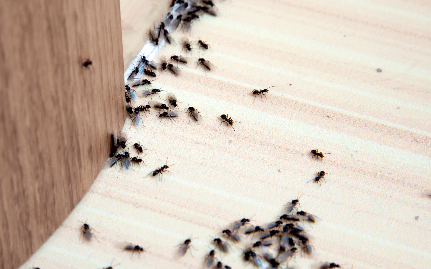 Gallery image 11 — commercial pest control Miami Gardens