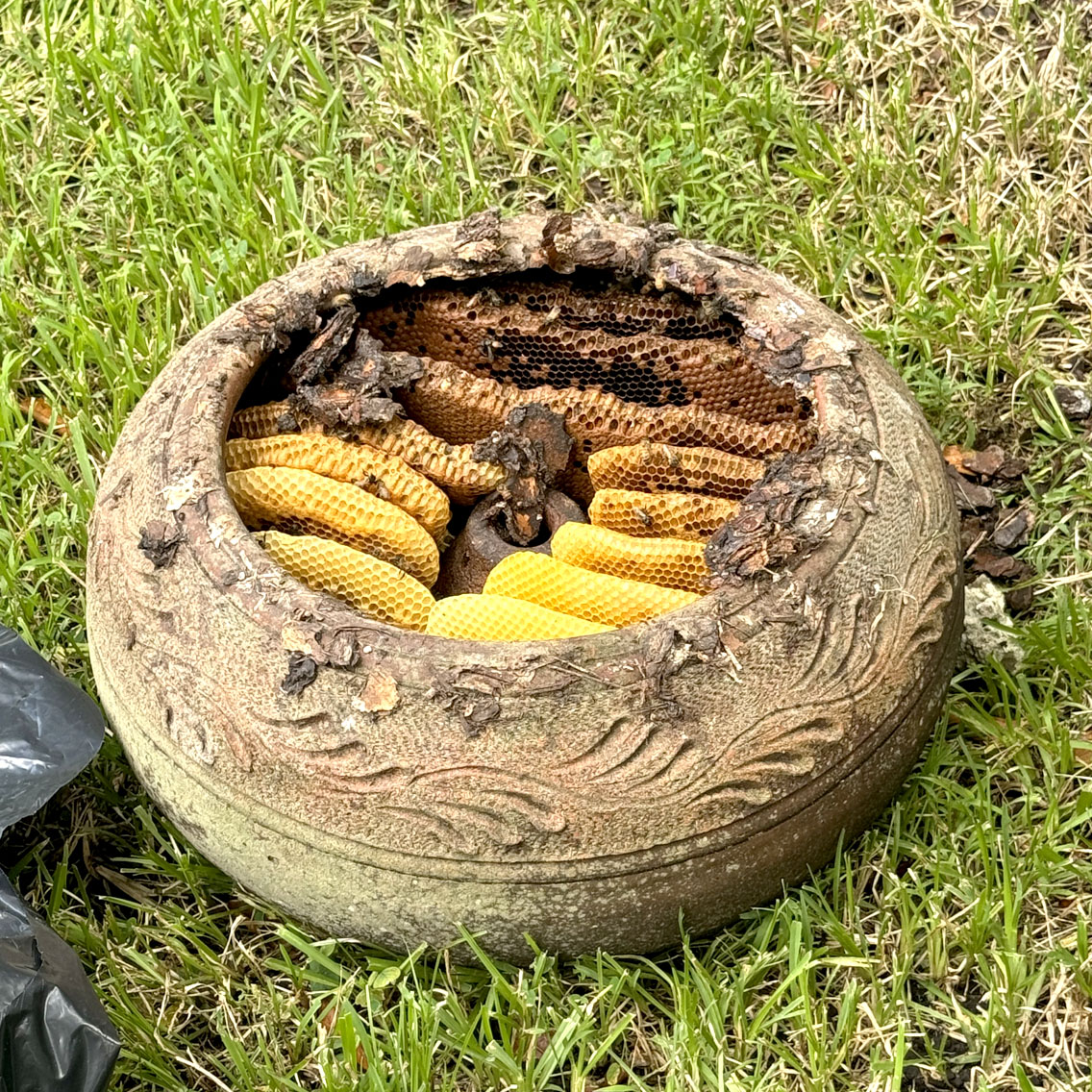 Gallery image 1 — bee proofing South FL