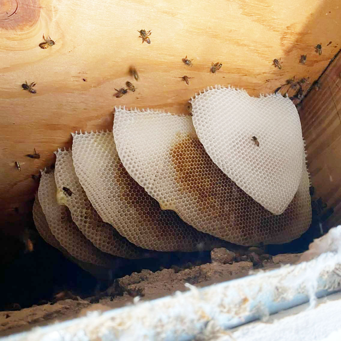 About bee proofing South FL