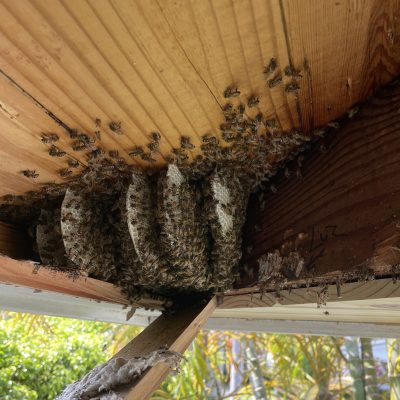 Gallery image 4 — bee proofing South FL