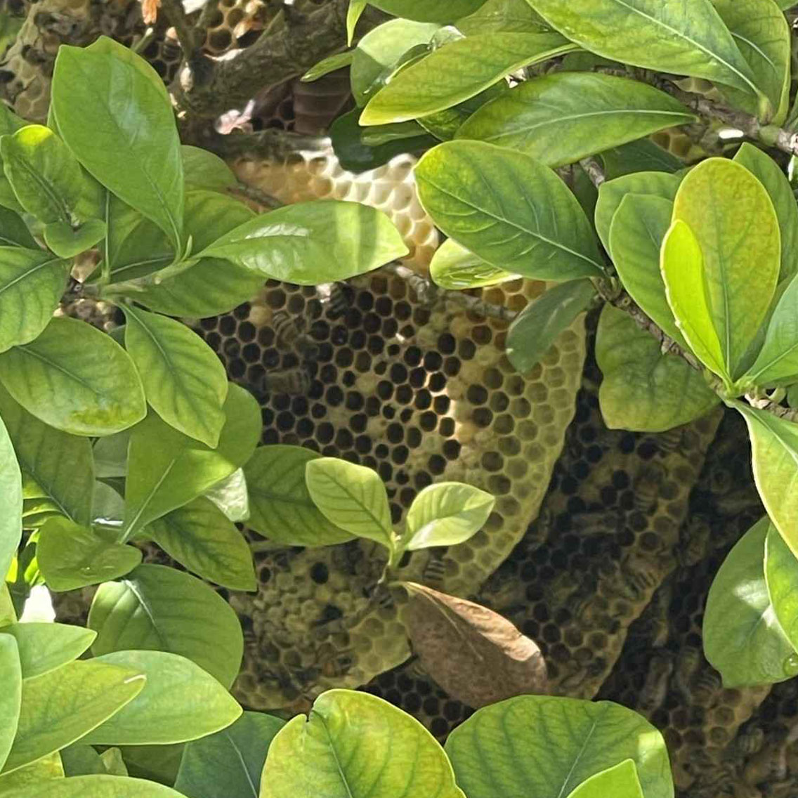 Gallery image 8 — bee proofing South FL