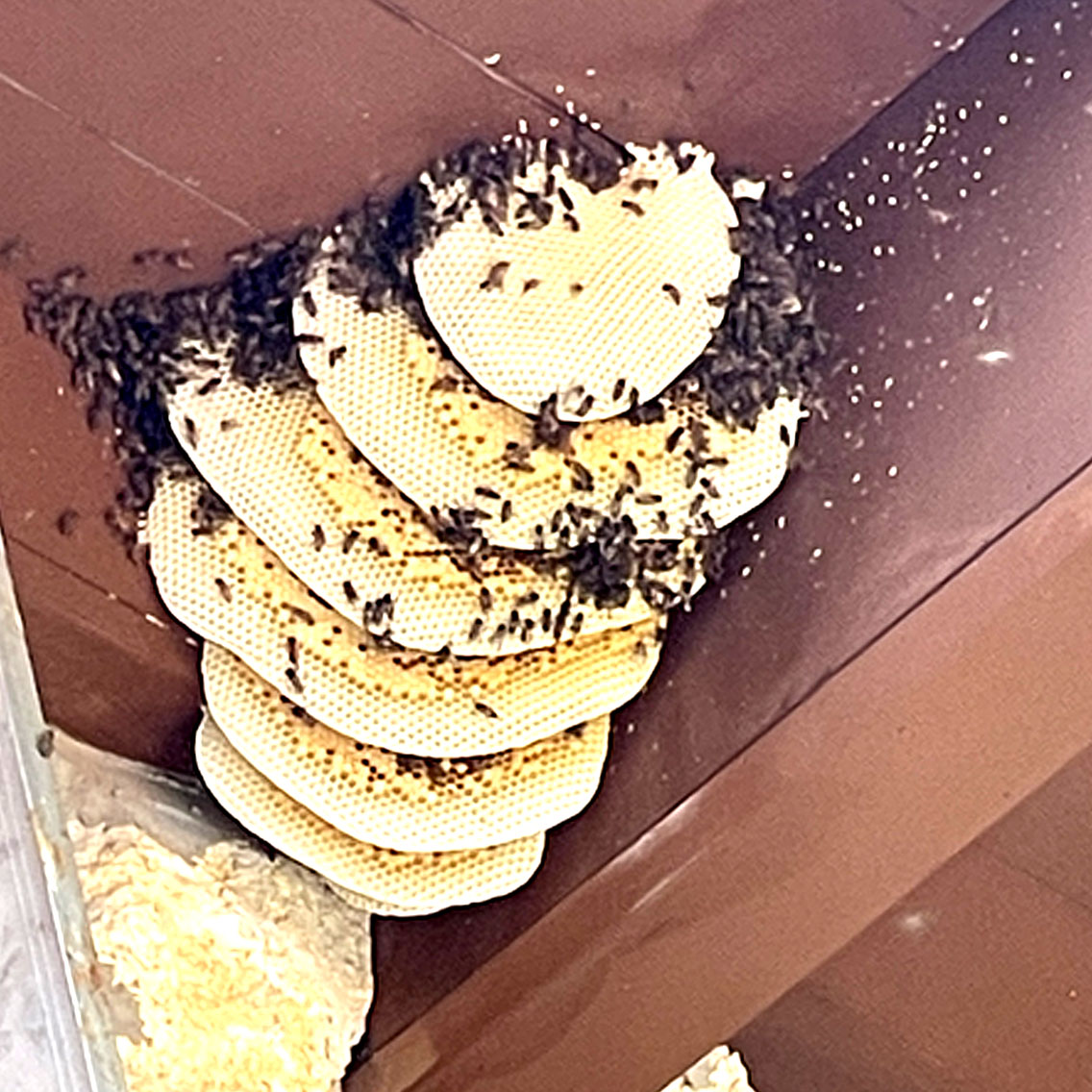 Gallery image 6 — bee proofing South FL