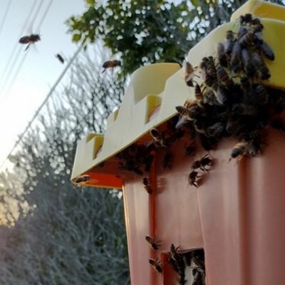 emergency bee removal near me