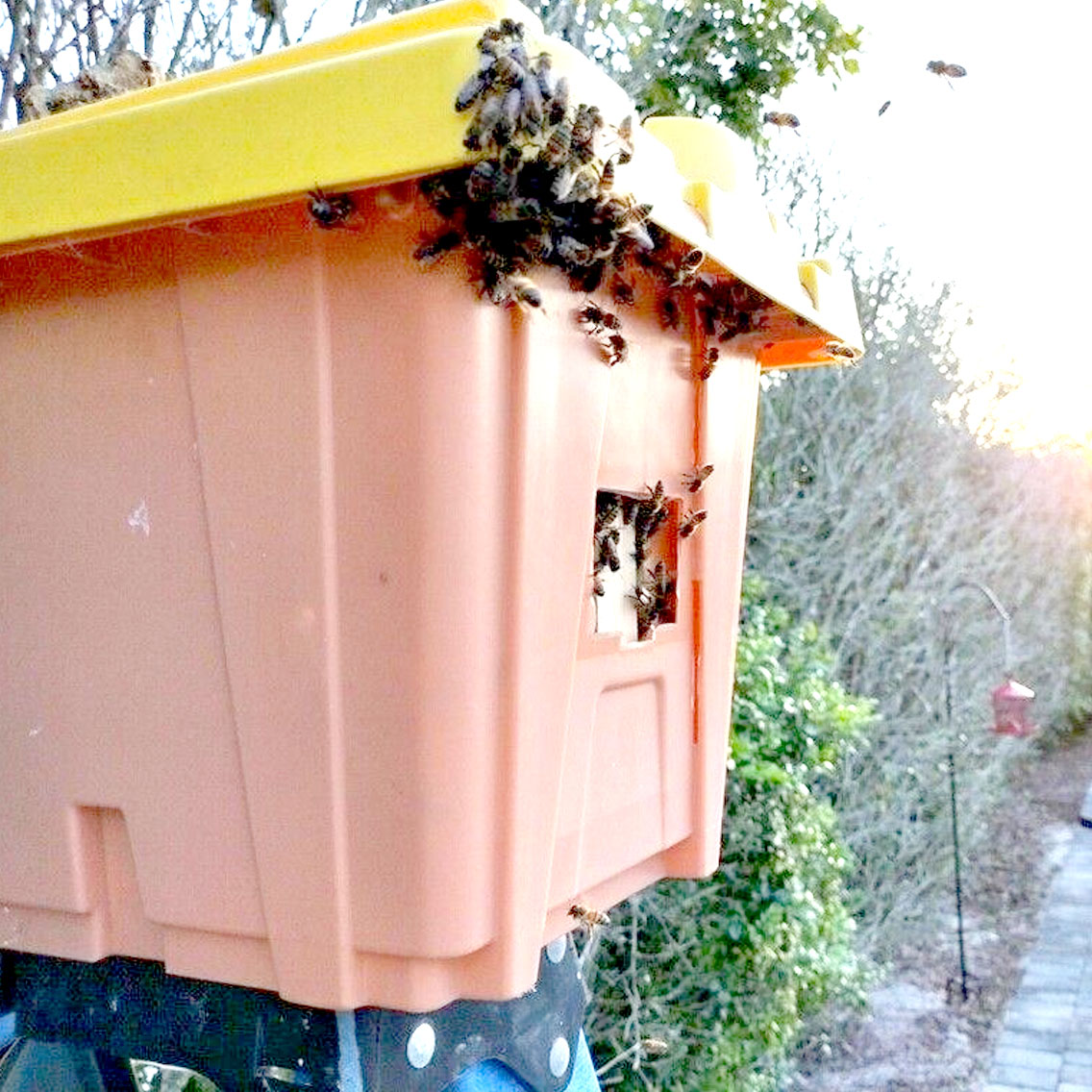 Gallery image 2 — bee proofing South FL