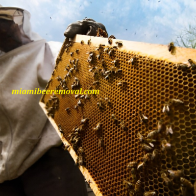Gallery image 7 — bee proofing South FL