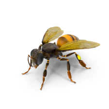 bee proofing South FL