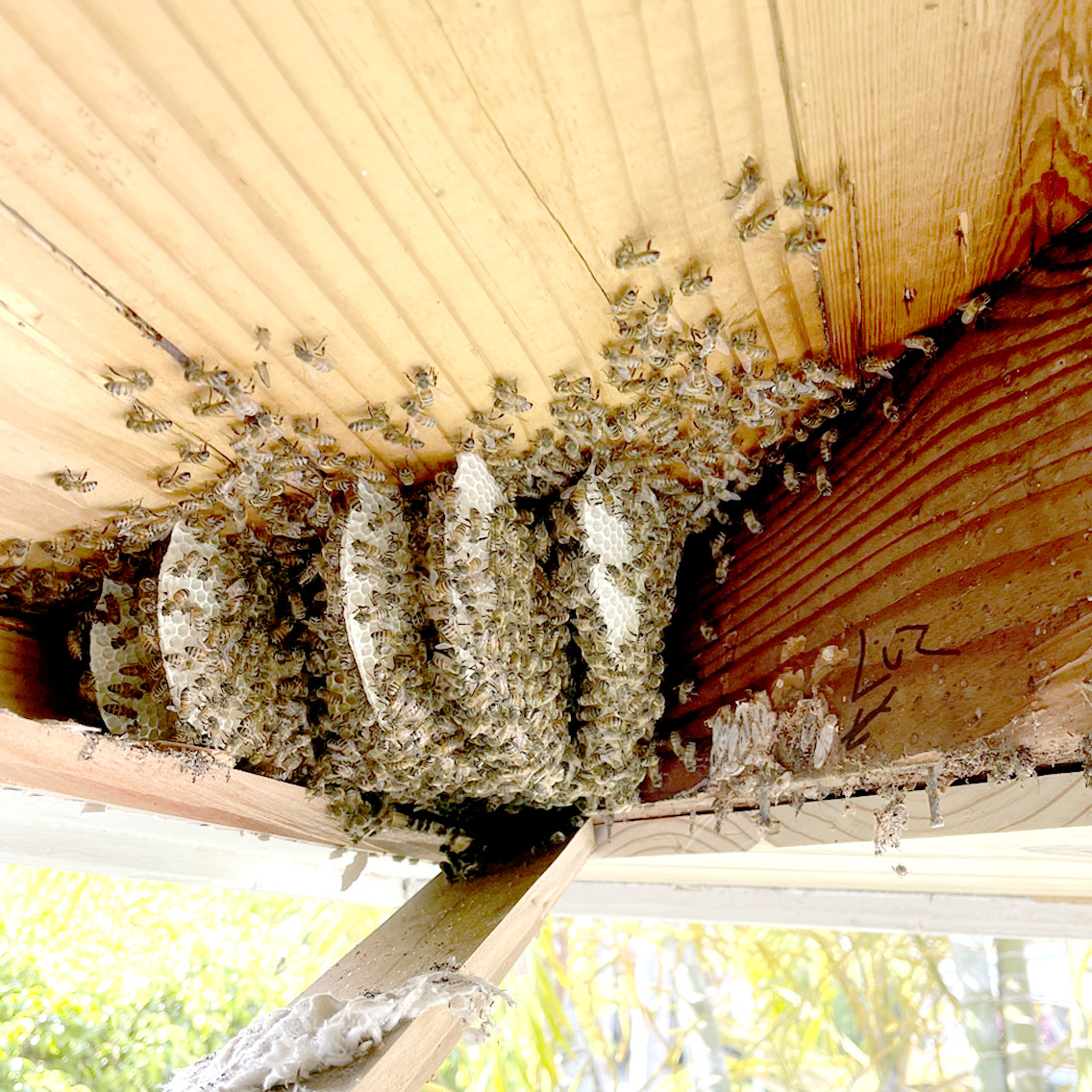 Gallery image 5 — bee proofing South FL