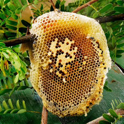 Gallery image 3 — bee proofing South FL