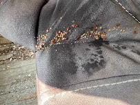 Gallery image 1 — affordable bed bug control Miami