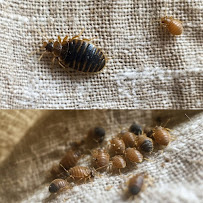 Gallery image 4 — affordable bed bug control Miami