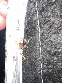 About affordable bed bug control Miami