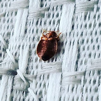 commercial bed bug exterminator Miami