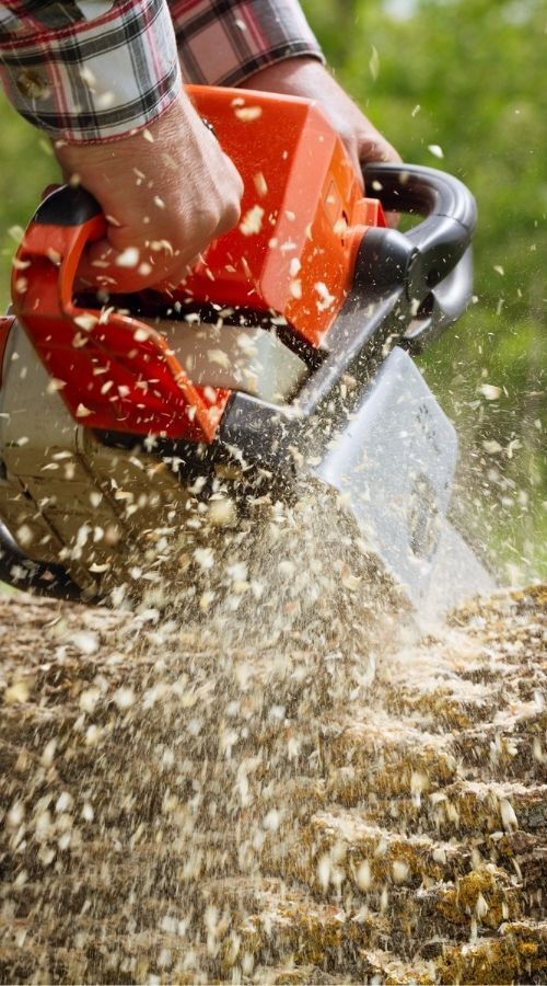 local arborist Dallas