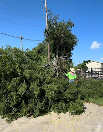 About local arborist Dallas