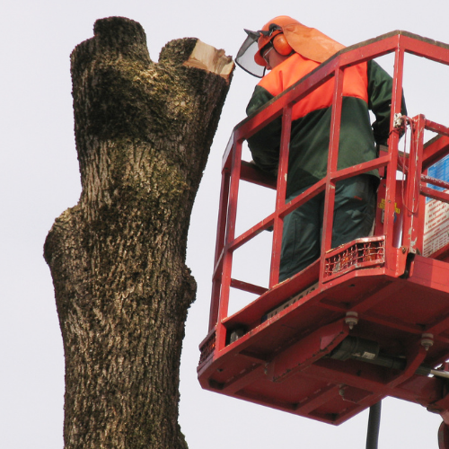 Gallery image 3 — local arborist Dallas