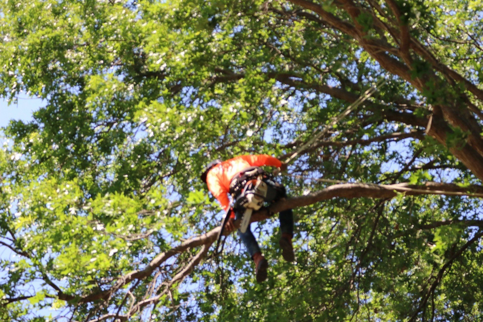 Gallery image 4 — local arborist Dallas
