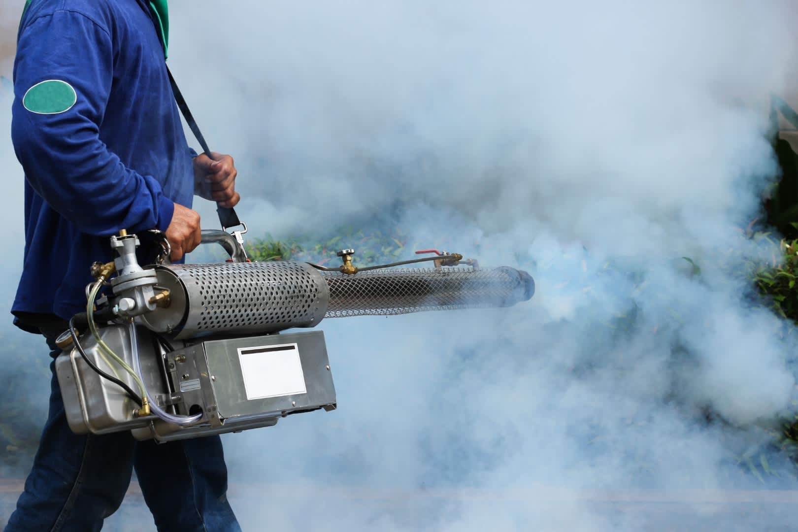 bed bug removal Miami