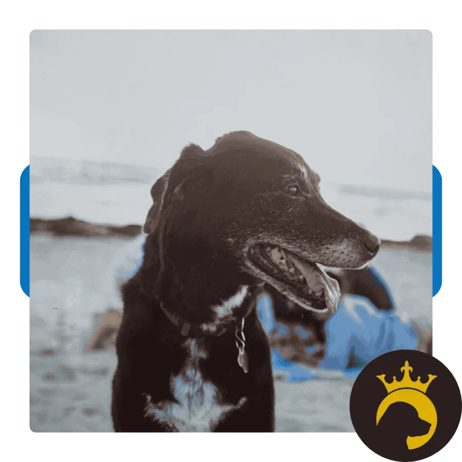 pet-friendly lawn care Miramar