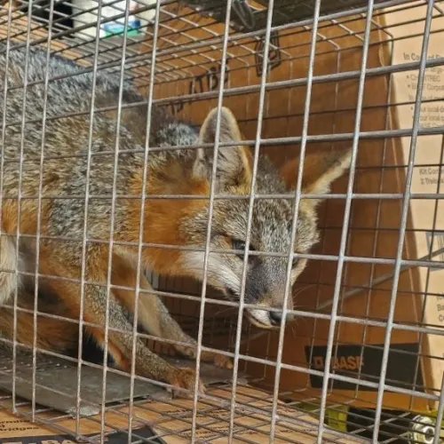 About pet-friendly lawn care Miramar