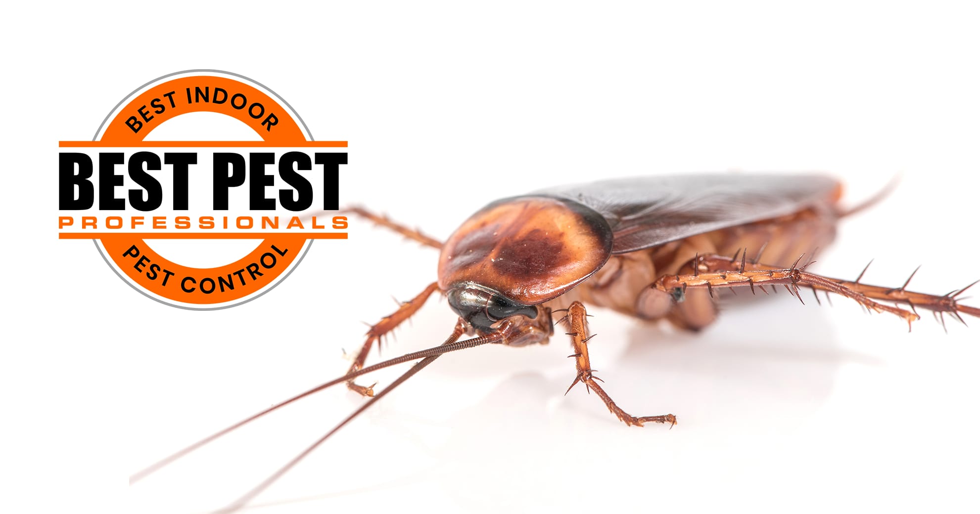About pest control in Miami