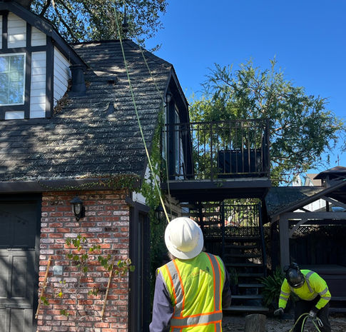 Gallery image 1 — line clearance trimming Menlo Park