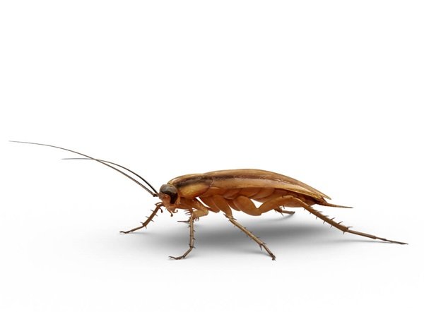 Gallery image 5 — Gables Pest Control