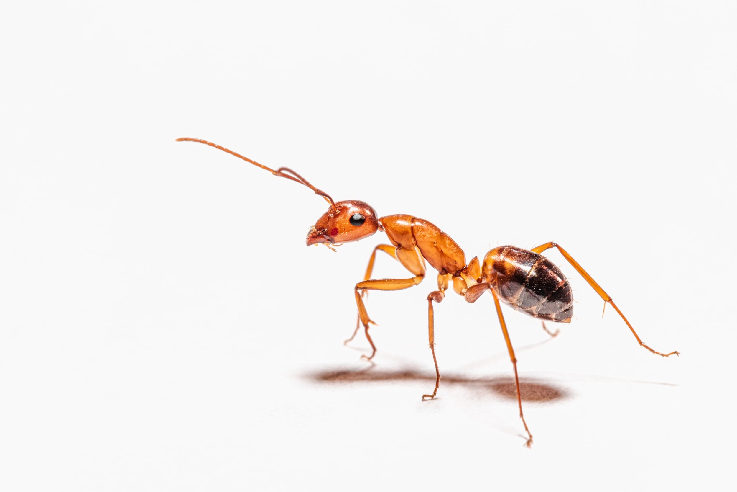 Gallery image 2 — Gables Pest Control