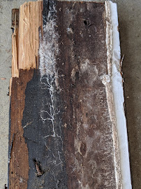 affordable termite inspection Santa Clara
