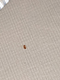 About termite control San Jose