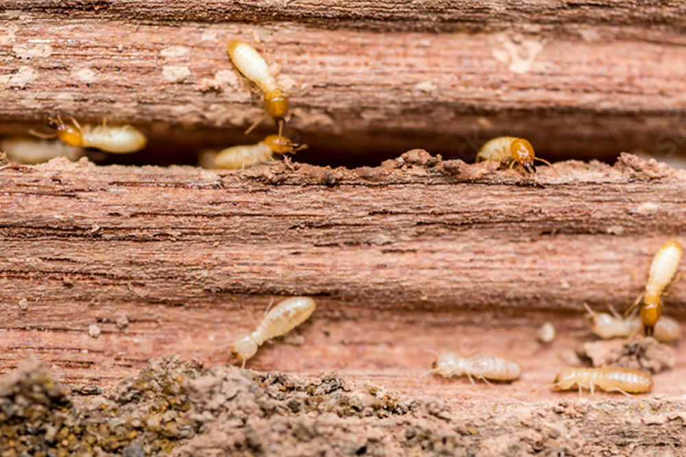 Gallery image 2 — best pest control in San Francisco