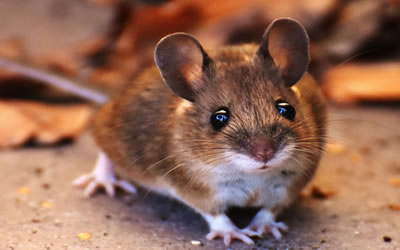 Gallery image 6 — best pest control in San Francisco