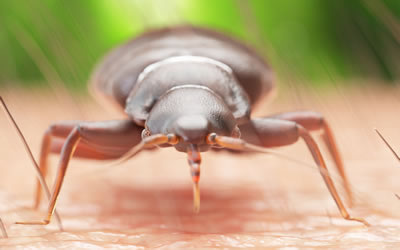 Gallery image 8 — best pest control in San Francisco