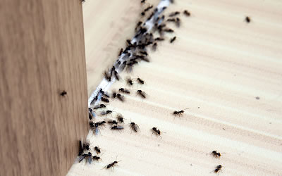 Gallery image 10 — best pest control in San Francisco