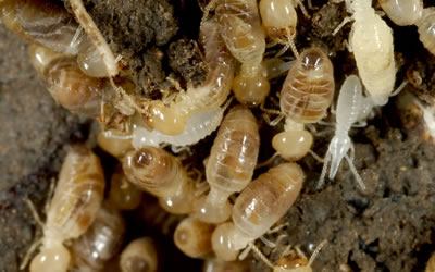 Gallery image 5 — best pest control in San Francisco