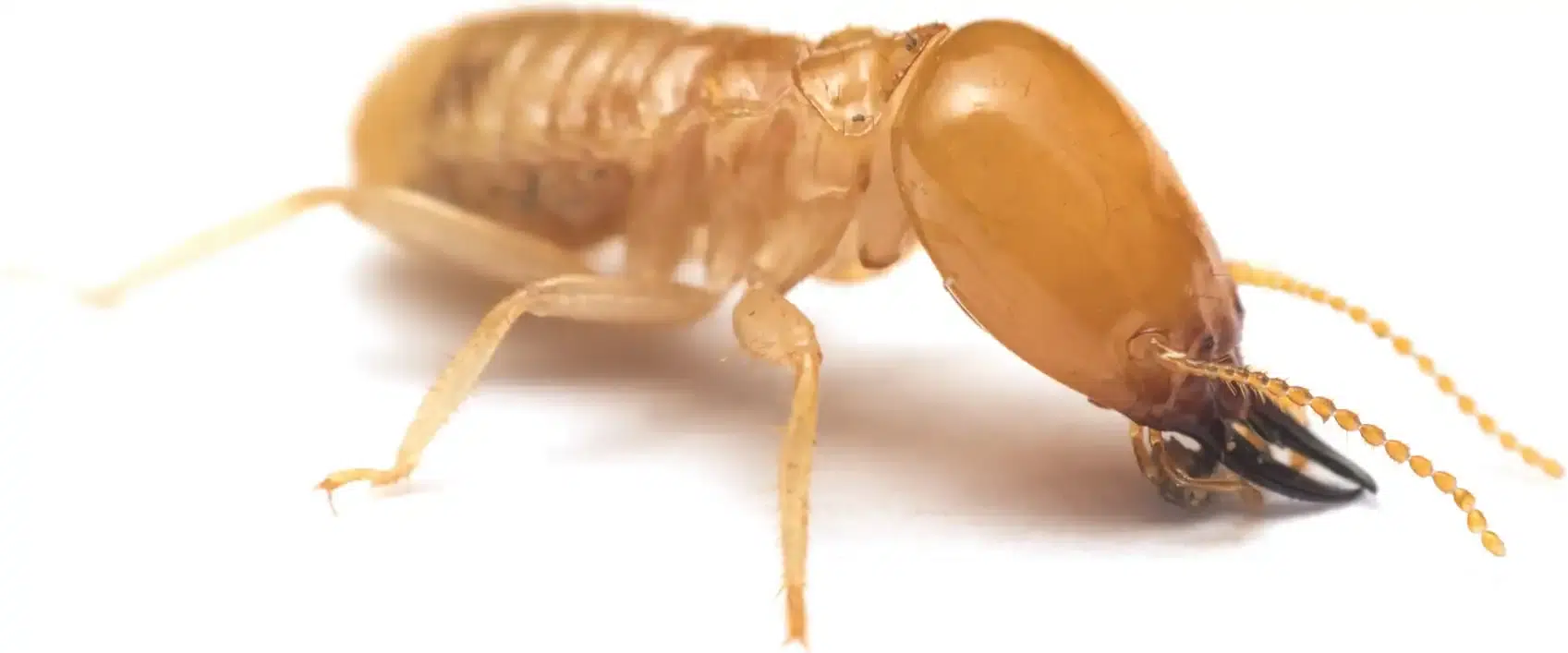 Gallery image 5 — termite treatment near me