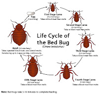 Gallery image 2 — bed bug steam treatment Brookdale