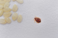 Gallery image 3 — bed bug steam treatment Brookdale