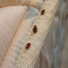 bed bug steam treatment San Francisco